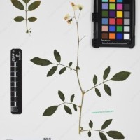 CIP 762633_OCHS 12602_01.jpg