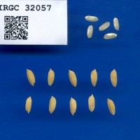 IRGC 32057 Seed Photo
