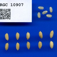 IRGC 10907 Seed Photo