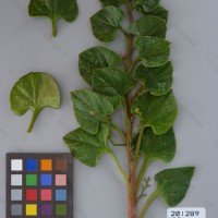 CIP 201289 Herbarium