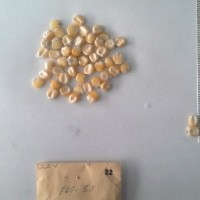 CIMMYTMA 22 - Reference Inventory.jpg