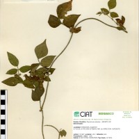 21468 herbarium