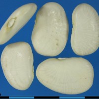 G25420 seed.jpg