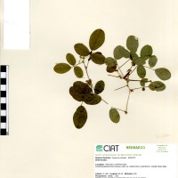 21139 herbarium