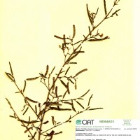 7571 herbarium