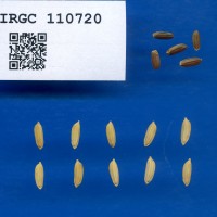 IRGC 110720 Seed Photo