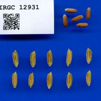 IRGC 12931 Seed Photo