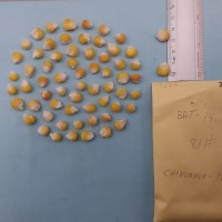 CIMMYTMA 7932 - Reference inventory.jpg