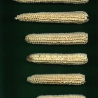 CIMMYTMA 25638 ARZM 13 140 AF18A-0903-86 C.jpg