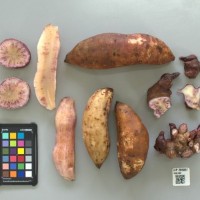 CIP 205057 (root).jpg