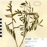 9356 herbarium