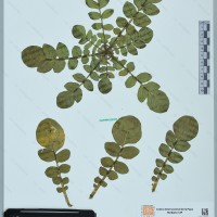 CIP 762075 herbarium
