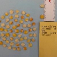 CIMMYTMA 25638 - Reference Inventory.jpg