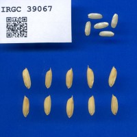 IRGC 39067 Seed Photo