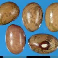 G50023 seed.jpg
