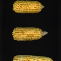 CIMMYTMA 7465 BRAZ 1095 AF22A-0903-133 E_compress.jpg