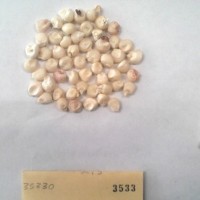 CIMMYTMA 3533 - Reference Inventory.jpg