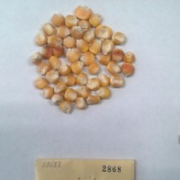 CIMMYTMA 2868 - Reference Inventory.jpg