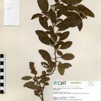 23233 herbarium