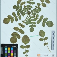 CIP 761026 herbarium