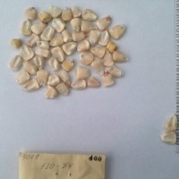 CIMMYTMA 400 - Reference Inventory.jpg