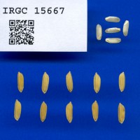 IRGC 15667 Seed Photo