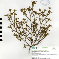 11704 herbarium