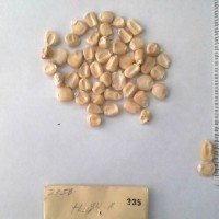 CIMMYTMA 235 - Reference Inventory.jpg