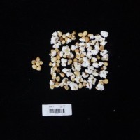 Popped and not popped comparison labeled.jpg