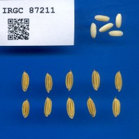 IRGC 87211 Seed Photo