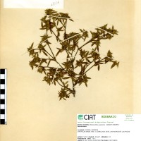 1853 herbarium