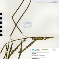 21275 herbarium