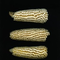 CIMMYTMA 19376 TLAX 157 TC24U-2903-173 E.jpg