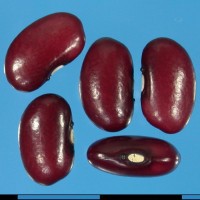G2992 seed.jpg