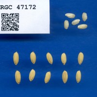 IRGC 47172 Seed Photo