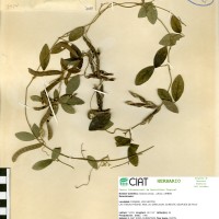 7054 herbarium