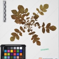 CIP 761472_OCH 13014_01.jpg