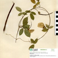 15636 herbarium