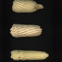 CIMMYTMA 3923 PARA 132 AF19A-0903-101 E1.jpg