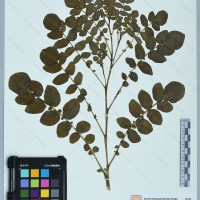 CIP 760216 herbarium