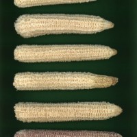 CIMMYTMA 21542 PAZM 07103 AF23A-0903-99 C.jpg