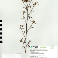 11150 herbarium