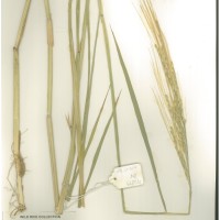 IRGC 92873 Herbarium