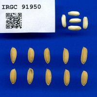 IRGC 91950 Seed Photo