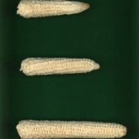 CIMMYTMA 19021 PAZM 04001 AF17A-0903-113 C.jpg