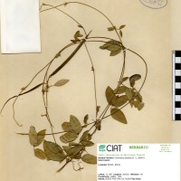 5469 herbarium