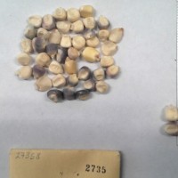 CIMMYTMA 2735 - Reference Inventory.jpg