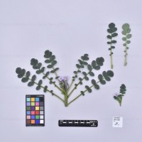 CIP 762337_OCHS 15604_acl_H.jpg