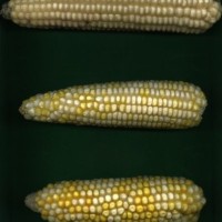 CIMMYTMA 27421 CHIS 835 TC19U-2903-27 E0 _Ready.jpg