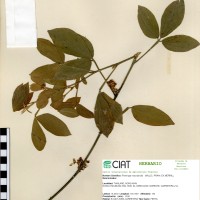 22082 herbarium
